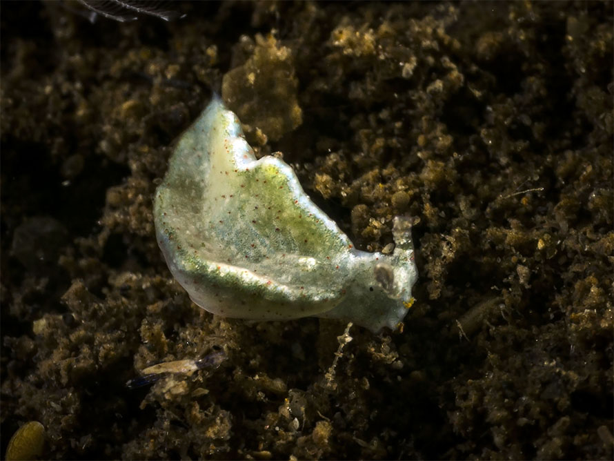 Elysia sp. AG